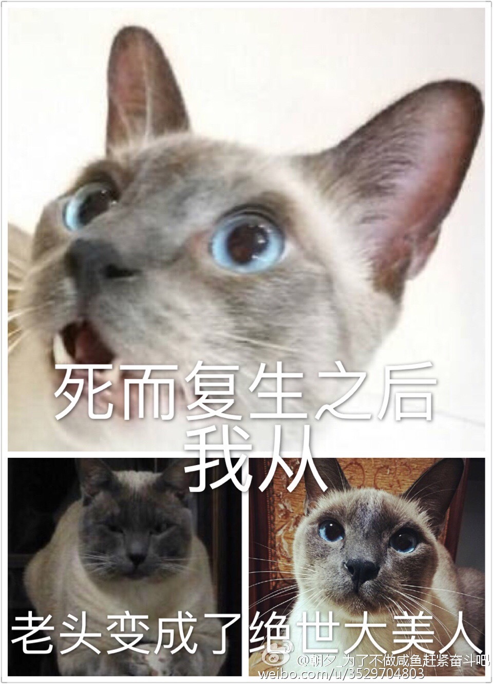 死而复生之后我从老头变成了绝世大美人TXT